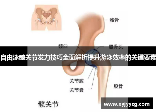自由泳髋关节发力技巧全面解析提升游泳效率的关键要素